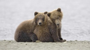 BEAR - GRIZZLY CUBS