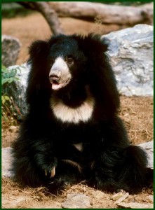 SLOTH BEAR