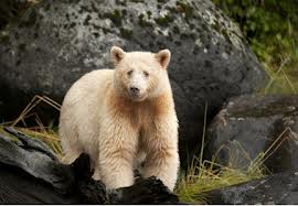 THE SPIRIT BEAR