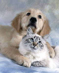 PETS - CAT-DOG