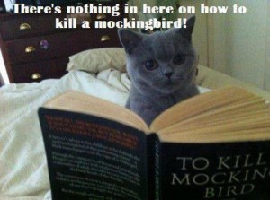 CAT HUMOUR