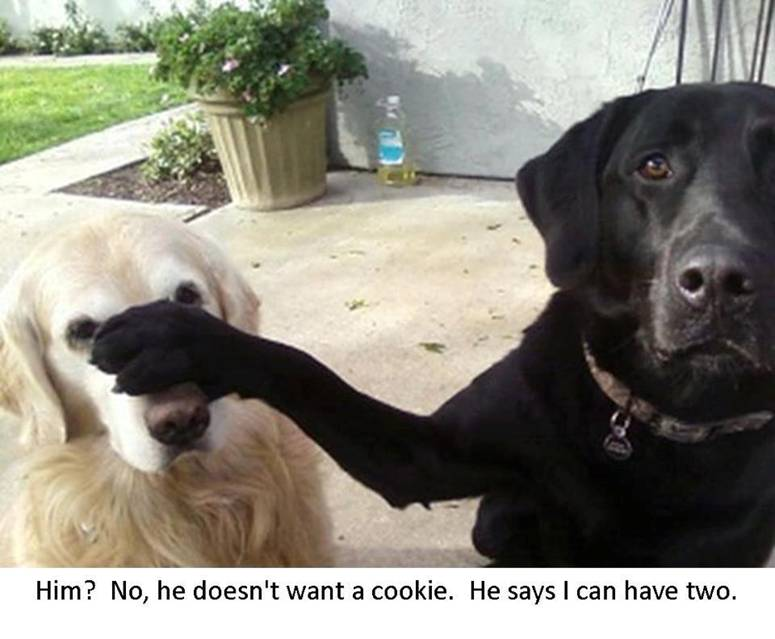 DOG TREAT HUMOUR