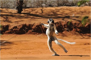 Sifaka celebrating success