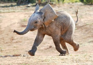 Baby Elephant