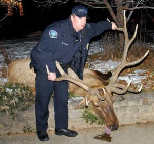 Police KIll Gentle Elk