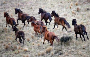 Wild Horses Running Free