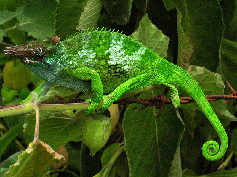 2 HORNED CHAMELEON