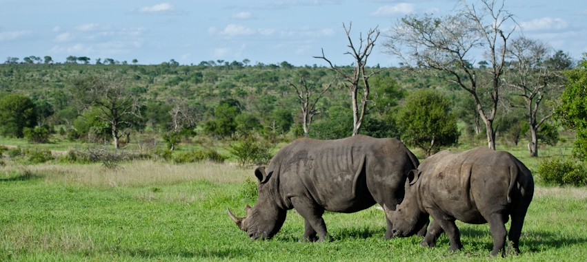 Rhino Poaching - Is There A Crisis? - Creating Animal ... Rhino Poaching - Is There A Crisis? - Creating Animal ...