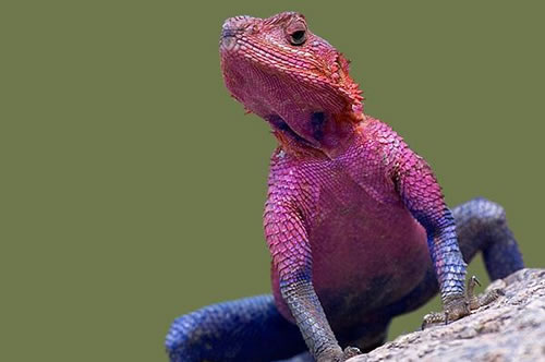 AGAMA LIZARD