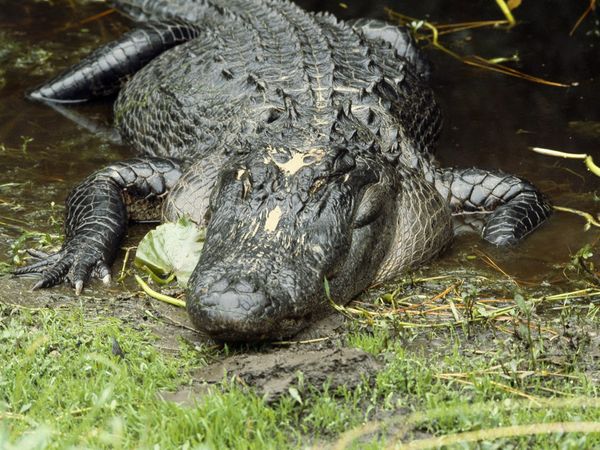 AMERICAN ALLIGATOR