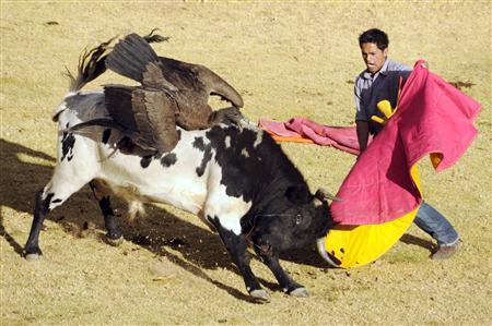 As Andean condors decline, tradition draws critics