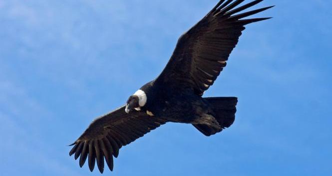 ANDEAN CONDOR - FLIGHT