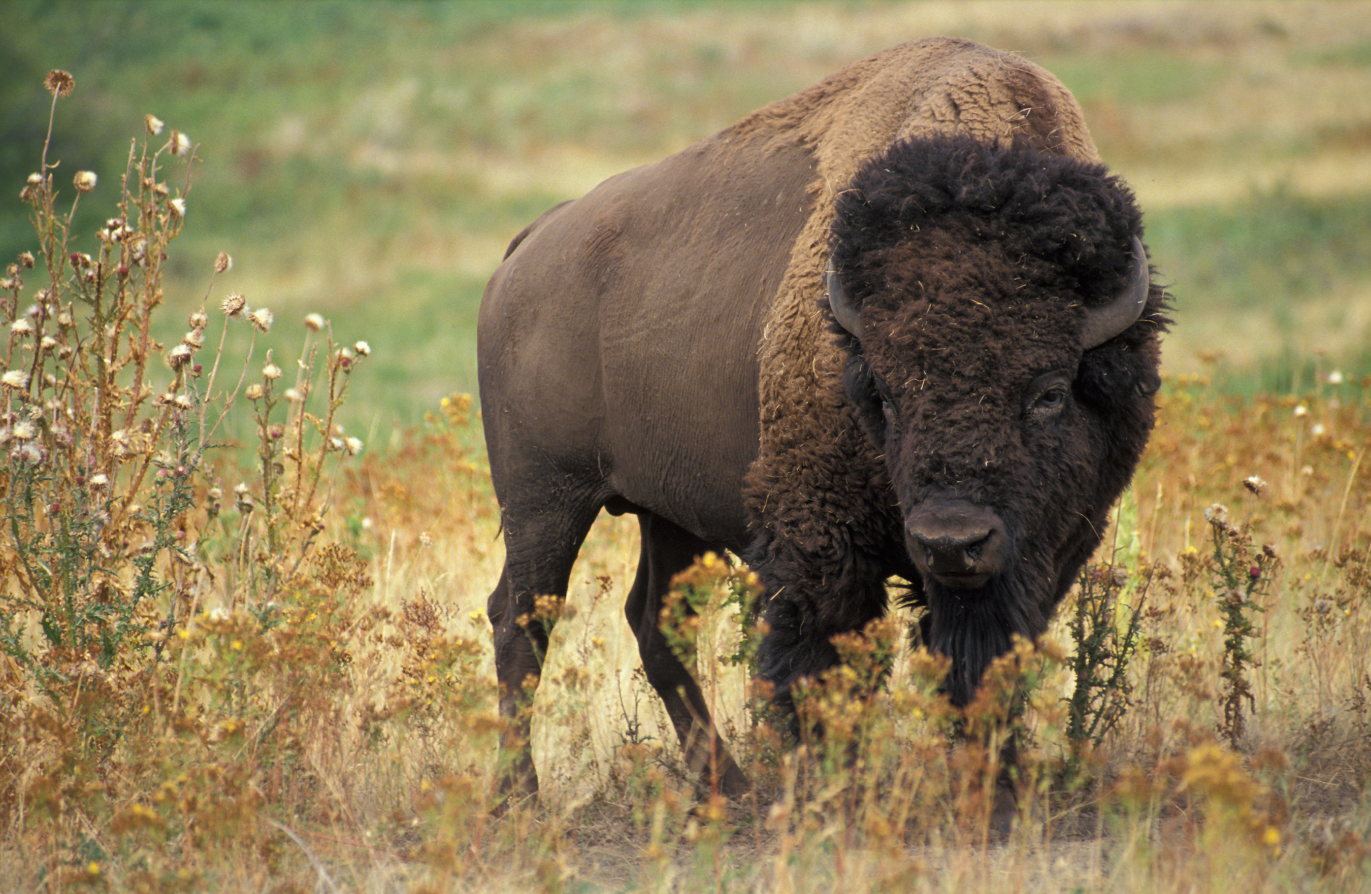 BISON