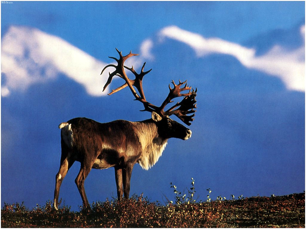 CARIBOU