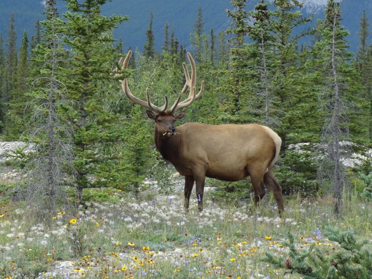 ELK