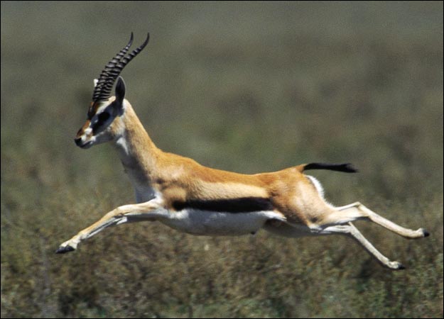 GAZELLE