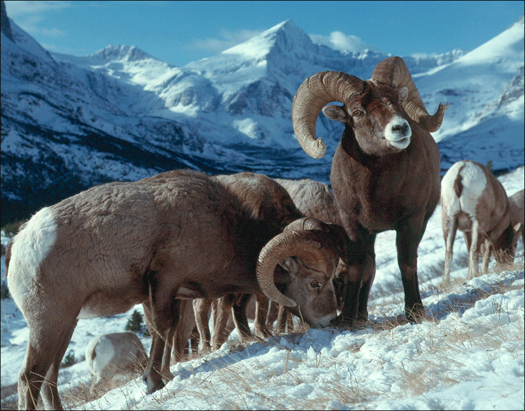 BIG HORN SHEEP