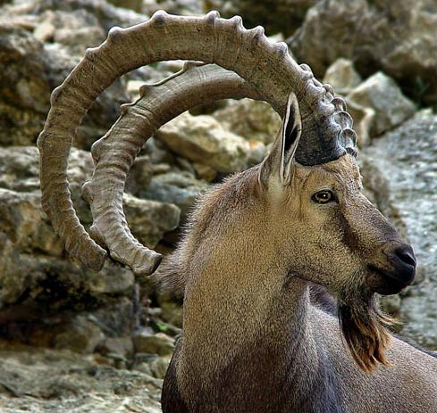 IBEX