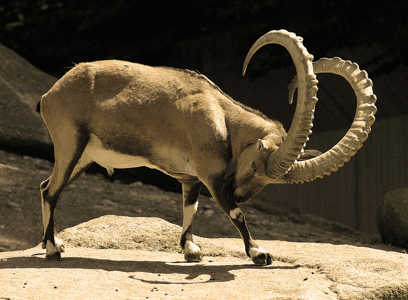 IBEX