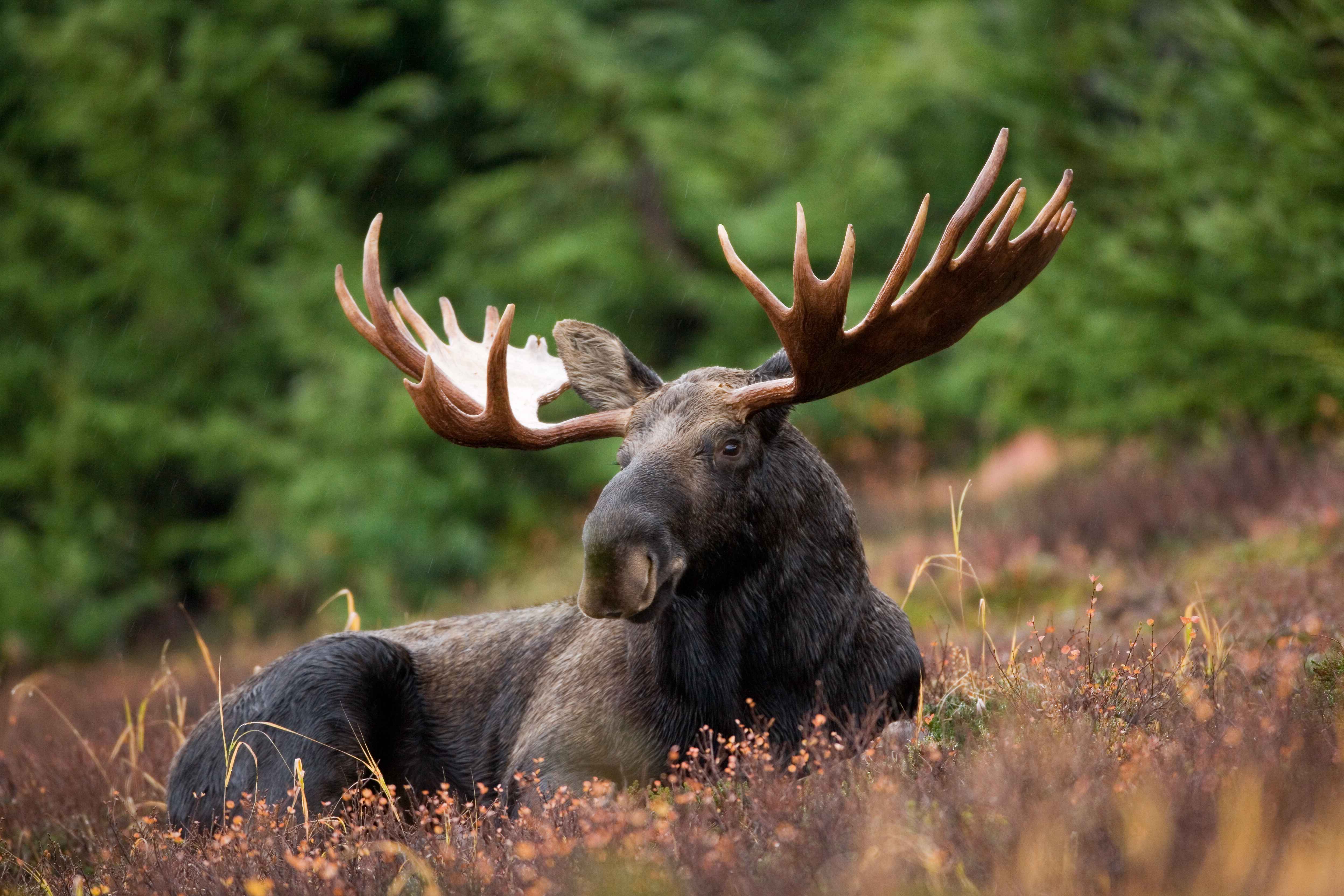 MOOSE