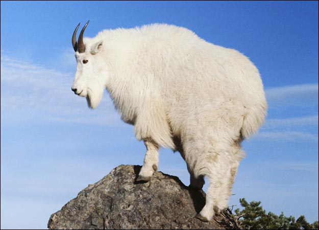 MOUNTAIN GOAT