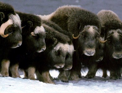 BIG - MUSKOX