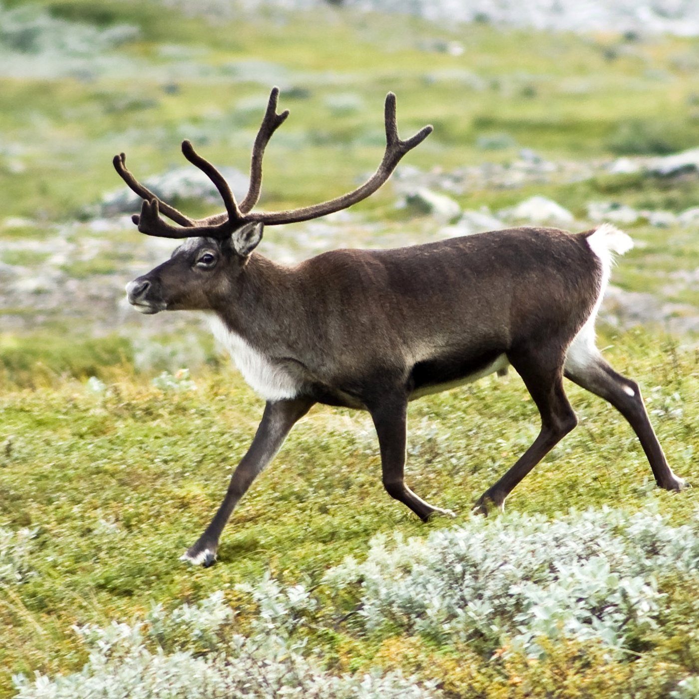 REINDEER