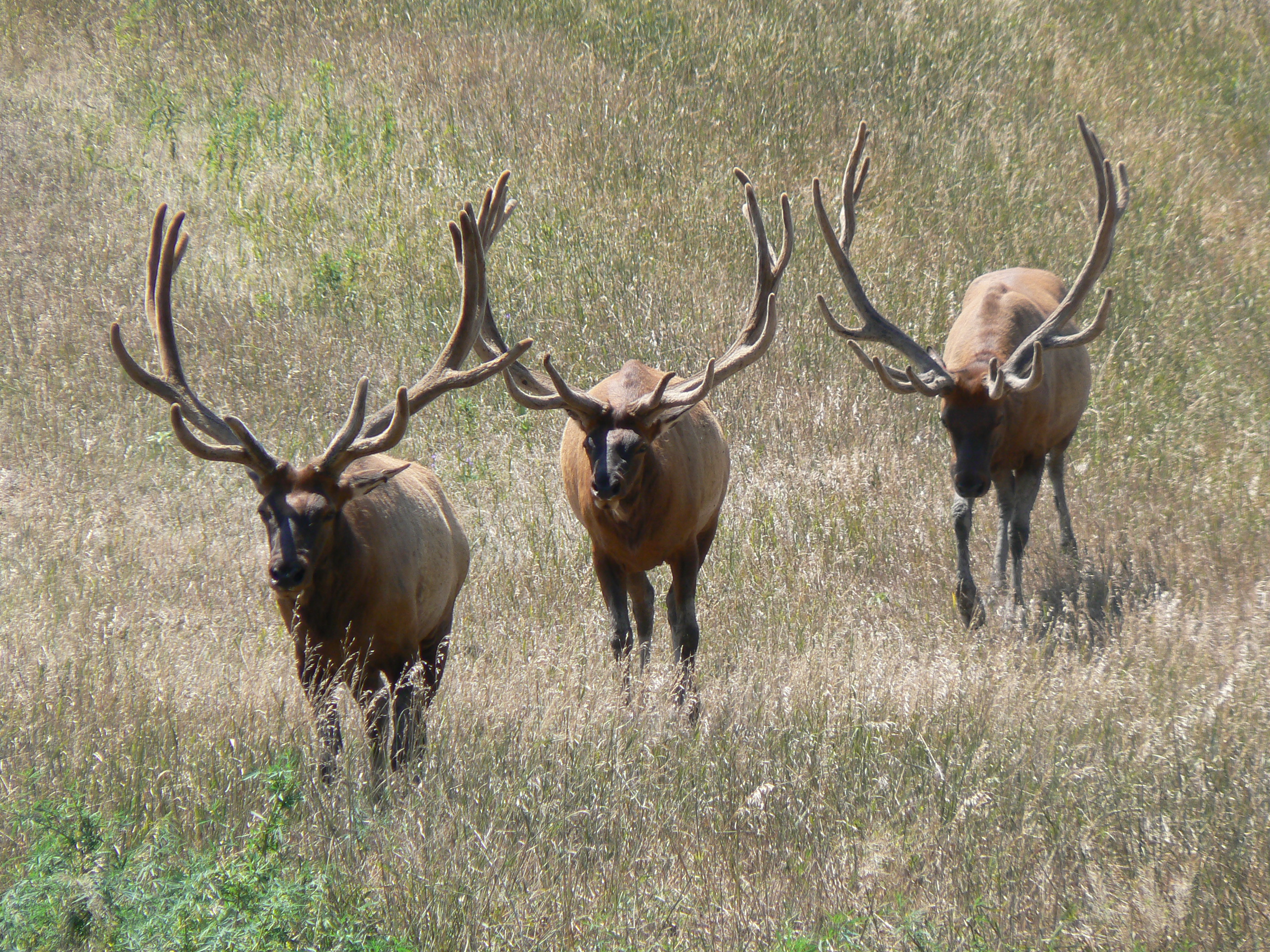 WAPITI