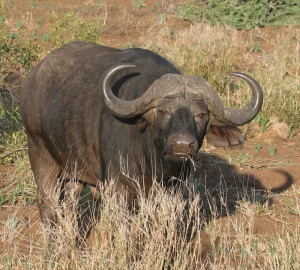 WATER BUFFALO