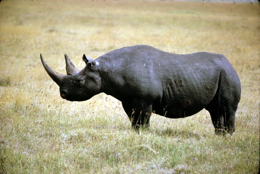 BLACK RHINO 3