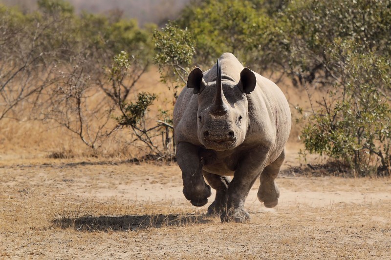 BLACK RHINO CHARGING