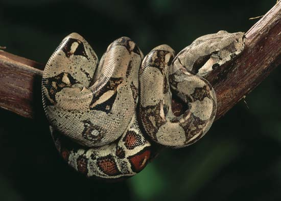 BOA CONSTRICTOR