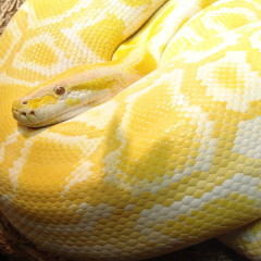 BURMESE PYTHON