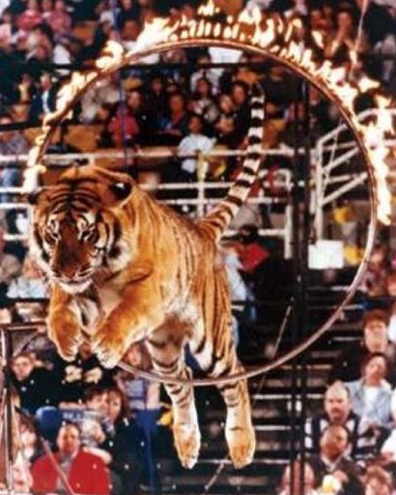 CIRCUS TIGER