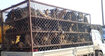 DOGS GOING TO MARKET