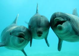 DOLPHIN SPEAK