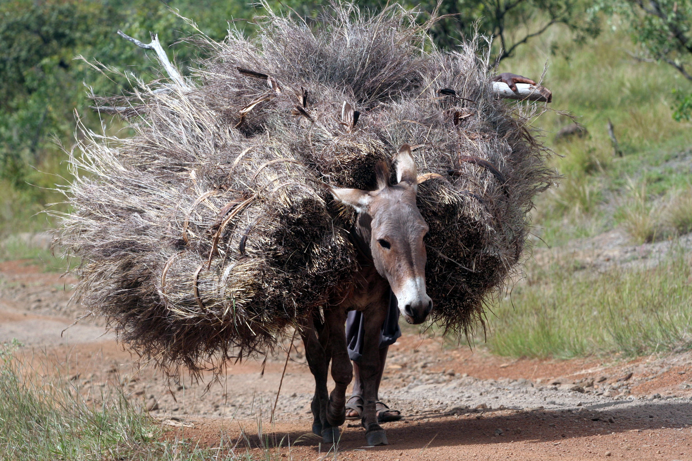 DONKEY WORKING