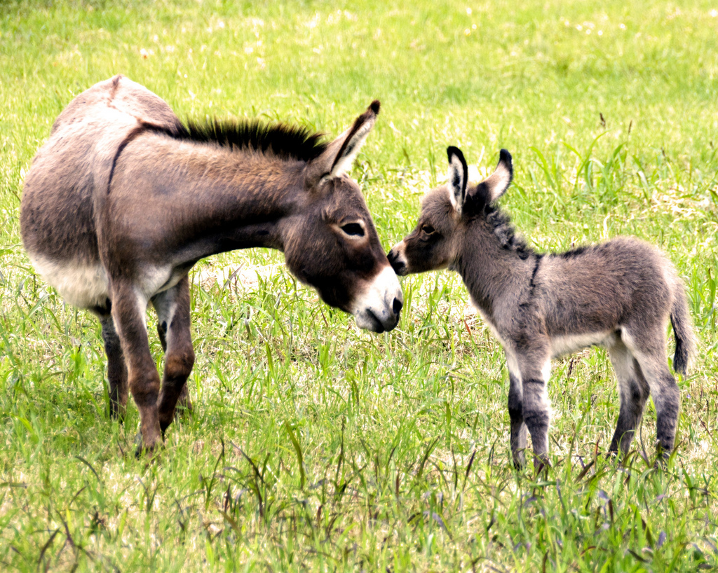 DONKEY ANDBABY