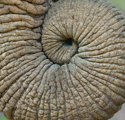 ELEPHANT TRUNK