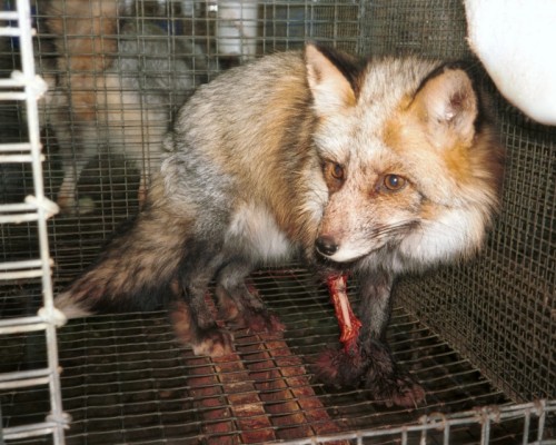 FUR FARM - CHINA 3