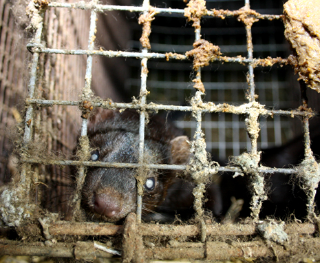 FUR FARM - CHINA 5