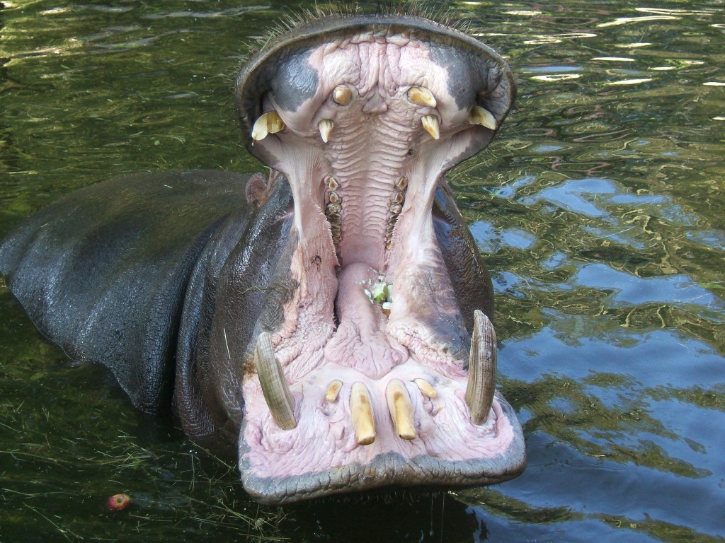 HIPPO YAWNING