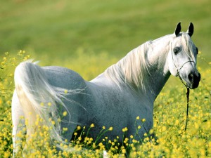 HORSE -  ARABIAN