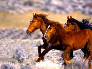 HORSE - MUSTANGS