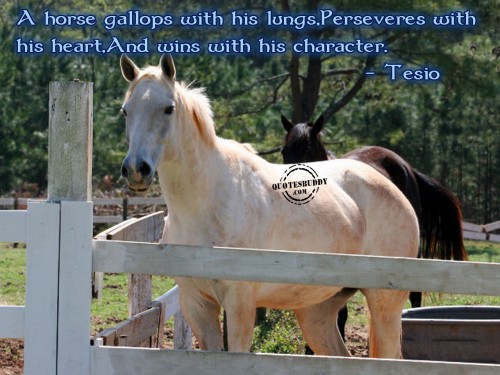 HORSE QUOTE