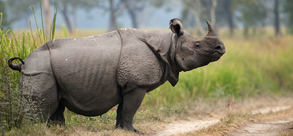 INDIAN RHINO - 1 HORN