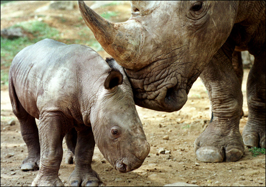 JAVAN RHINO BABY