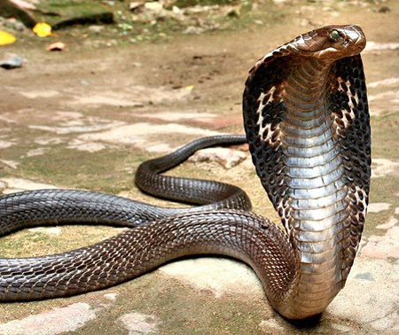 KING COBRA