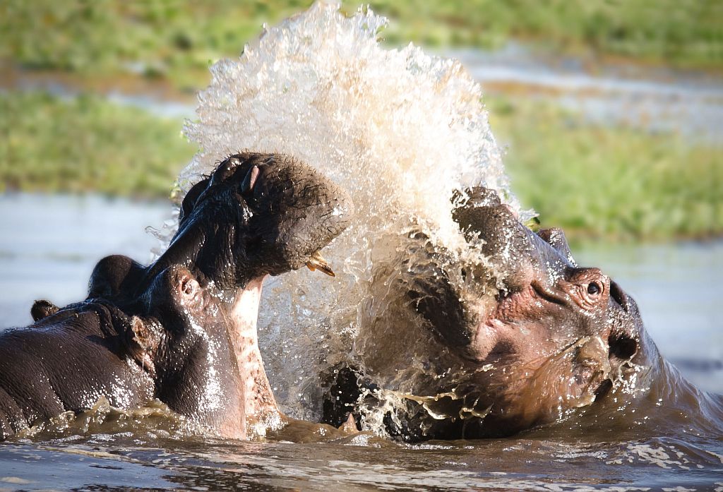 MALE HIPPOS FIGHTING
