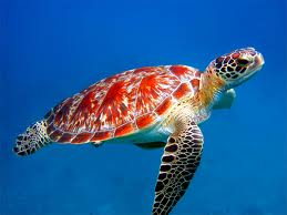 SEA TURTLE